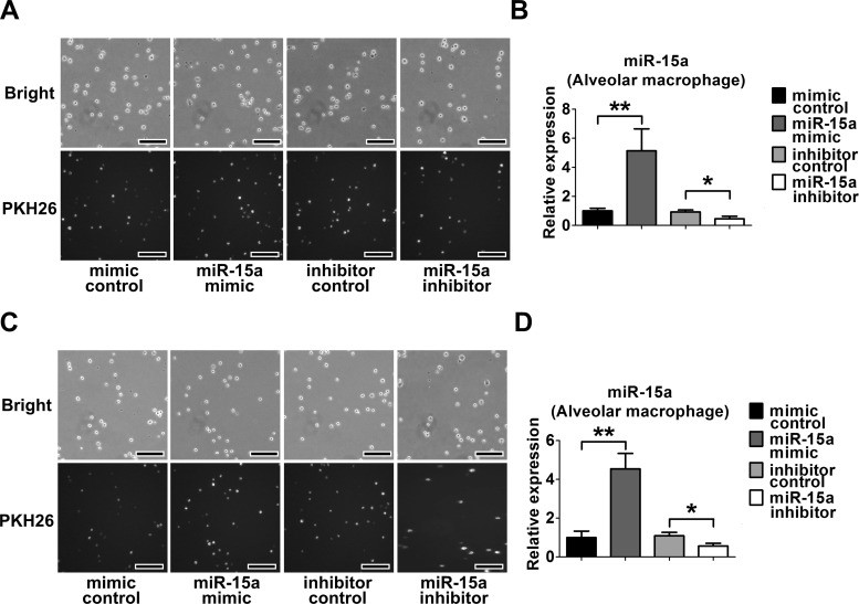 LDH Cytotoxicity Assay